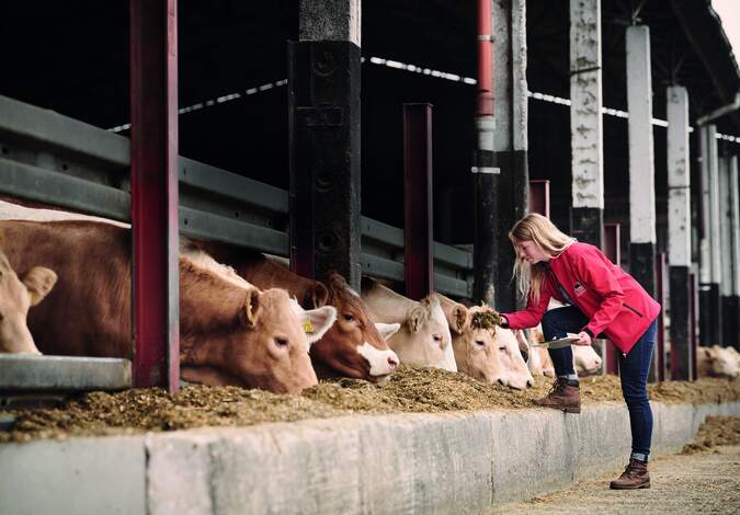 Gründung des Block House Rinderaufzuchtprogramms